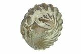 Wide, Enrolled Flexicalymene Trilobite - Indiana #287768-2